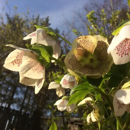 Luxurious Granny House Bell Busk In Malhamdale Ferienhaus Skipton