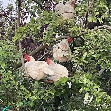 Ferienhaus Luxurious Granny House Bell Busk In Malhamdale