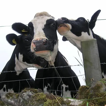 Luxurious Granny House Bell Busk In Malhamdale Ferienhaus Skipton