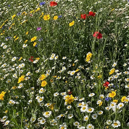 Luxurious Granny House Bell Busk In Malhamdale Дом отдыха