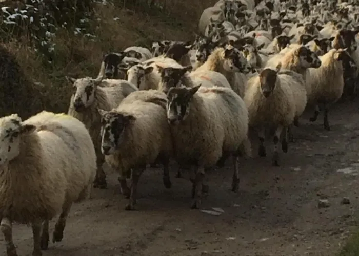 Luxurious Granny House Bell Busk In Malhamdale Tatil Evi