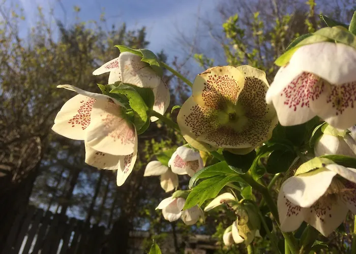 Luxurious Granny House Bell Busk In Malhamdale Tatil Evi Skipton