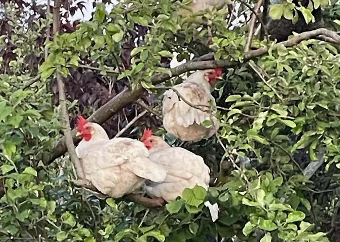 Tatil Evi Luxurious Granny House Bell Busk In Malhamdale