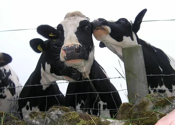 Luxurious Granny House Bell Busk In Malhamdale Tatil Evi Skipton